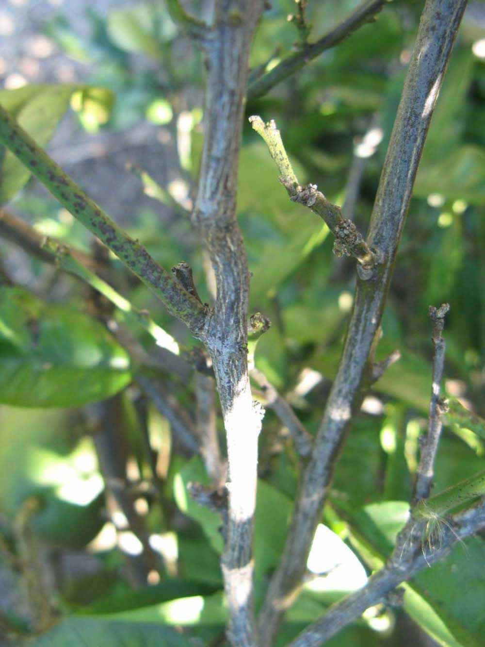              Second - third year twig (Winter Haven, FL)       